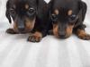 Puppies for sale Germany, Augsburg Dachshund
