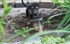 Puppies for sale Greece, Athens German Shepherd Dog