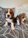 Puppies for sale Canada, Manitoba Beagle