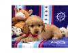 Puppies for sale Spain, Valencia , Cockapoo