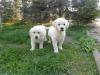 Puppies for sale Lithuania, Moletai Golden Retriever