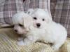 Puppies for sale Spain, Valencia Maltese