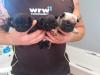 Puppies for sale Germany, Dusseldorf Pug