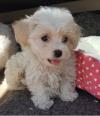 Puppies for sale Spain, Madrid Maltese