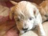 Puppies for sale Cyprus, Paphos Other breed, maltipoo