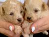 Puppies for sale Cyprus, Nicosia , maltipoo