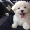 Puppies for sale Spain, Barcelona Maltese