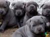 Puppies for sale Bulgaria,  Staffordshire Bull Terrier