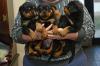 Puppies for sale United Kingdom, Glasgow Rottweiler