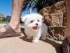 Puppies for sale Finland, Helsinki Maltese