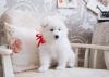 Puppies for sale Germany, Berlin Samoyed dog (Samoyed)