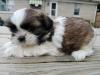 Puppies for sale Spain, Madrid Shih Tzu