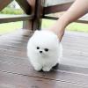 Puppies for sale Cyprus, Paphos Pomeranian Spitz