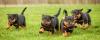 Puppies for sale Czech Republic, Czech-budievitsy Rottweiler