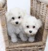 Puppies for sale Spain, Alicante Maltese