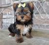Puppies for sale Germany, Cologne Yorkshire Terrier