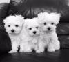 Puppies for sale Germany, Berlin Maltese