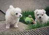 Puppies for sale Spain, Valencia Maltese