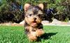 Puppies for sale Germany, Berlin Yorkshire Terrier