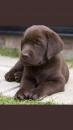 Puppies for sale Germany, Berlin Labrador