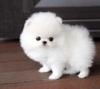 Puppies for sale Germany, Potsdam Pomeranian Spitz