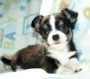 Puppies for sale Poland, Grudenets Chihuahua