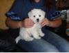 Puppies for sale Germany, Munich Bichon