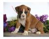 Puppies for sale Netherlands, Amsterdam Boxer