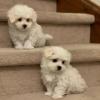 Puppies for sale Netherlands, Breda Maltese