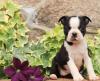 Puppies for sale Spain, Gijon Boston Terrier