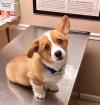 Puppies for sale Latvia, Riga , Pembroke Welsh Corgi