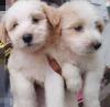 Puppies for sale Spain, Bilbao Maltese