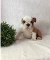 Puppies for sale Canada, Alberta English Bulldog