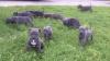 Puppies for sale Sweden, Stockholm American Pit-Bull Terrier
