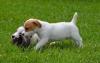 Puppies for sale Germany, Berlin Jack Russell Terrier