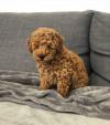 Puppies for sale Finland, Helsinki Toy-poodle
