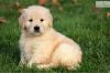 Puppies for sale Sweden, Stockholm Golden Retriever