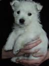 Puppies for sale Spain, Valencia West Highland White Terrier