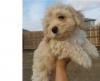 Puppies for sale Spain, Barcelona , Cockapoo
