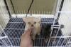 Puppies for sale Lithuania, Vilnius Chihuahua