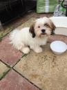 Puppies for sale Finland, Rovaniemi Shih Tzu