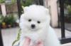 Puppies for sale Germany, Frankfurt Pomeranian Spitz