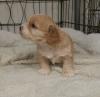 Puppies for sale Netherlands, Amsterdam Other breed