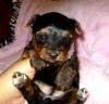 Puppies for sale Netherlands, The Hague Yorkshire Terrier