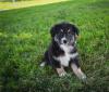 Puppies for sale Spain, Madrid Australian Shepherd