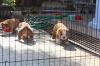 Puppies for sale Netherlands, Rotterdam English Bulldog