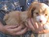 Puppies for sale Netherlands, Dordrecht , Cockapoo