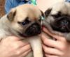 Puppies for sale Spain, Valencia Pug