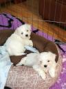 Puppies for sale Spain, Barcelona Maltese