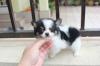 Puppies for sale Netherlands, The Hague Chihuahua